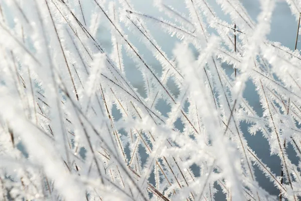 Bitkiler, buz, kar, soğuk kış desenleri