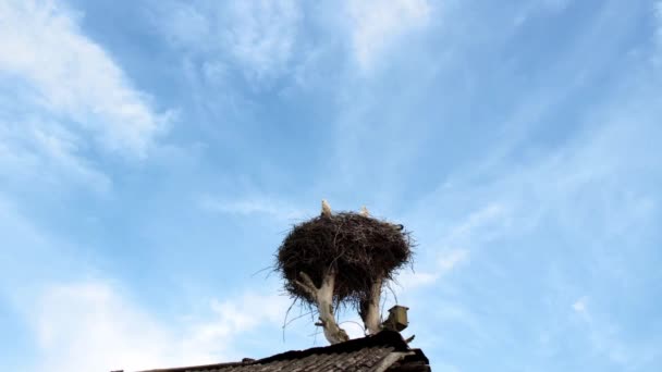 Stop motion Nest of stork birds on a summer day — Vídeo de Stock