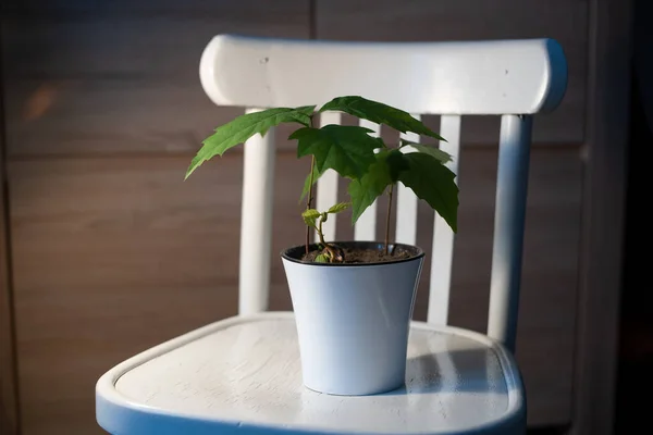 Beyaz tencerede meşe ağaçları filizleniyor.