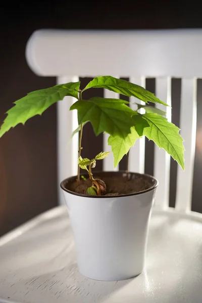 Beyaz tencerede meşe ağaçları filizleniyor.