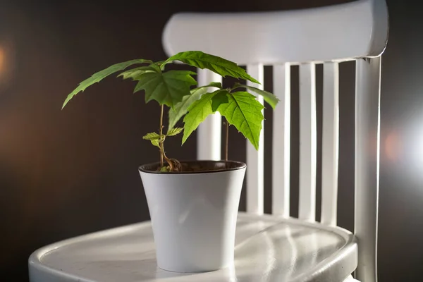 Beyaz tencerede meşe ağaçları filizleniyor.