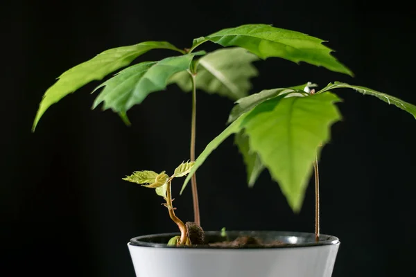 Beyaz tencerede meşe ağaçları filizleniyor.