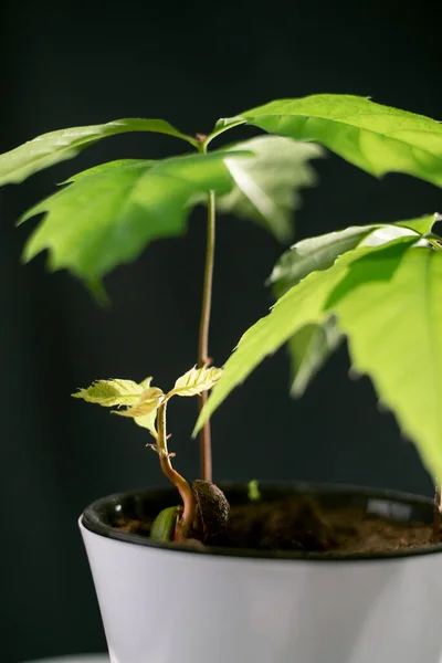 Beyaz tencerede meşe ağaçları filizleniyor.