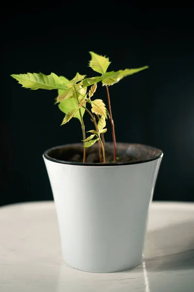 Beyaz tencerede meşe ağaçları filizleniyor.