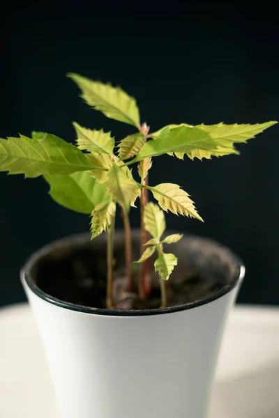 Beyaz tencerede meşe ağaçları filizleniyor.