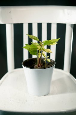 Beyaz tencerede meşe ağaçları filizleniyor.