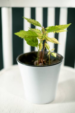 Beyaz tencerede meşe ağaçları filizleniyor.