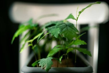 Gri bir tencerede bir meşe ağacı fidanı grubu.