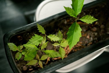 Gri bir tencerede bir meşe ağacı fidanı grubu.