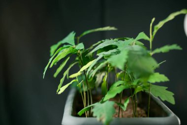 Gri bir tencerede bir meşe ağacı fidanı grubu.