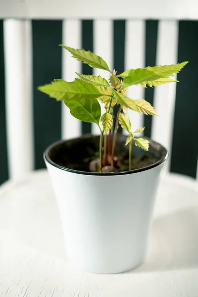 Beyaz tencerede meşe ağaçları filizleniyor.