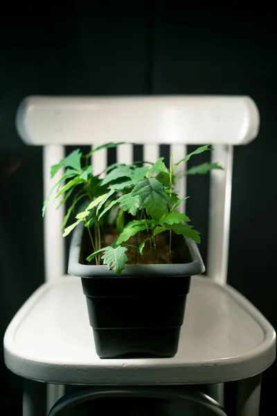 Gri bir tencerede bir meşe ağacı fidanı grubu.