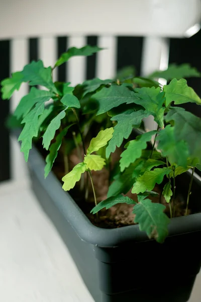 Gri bir tencerede bir meşe ağacı fidanı grubu.