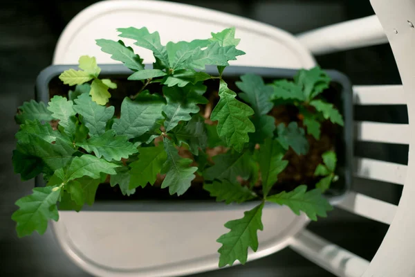 Gri bir tencerede bir meşe ağacı fidanı grubu.