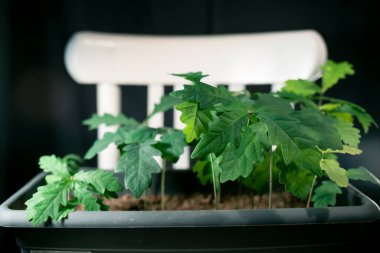 Gri bir tencerede bir meşe ağacı fidanı grubu.