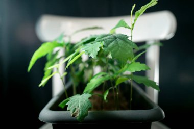 Gri bir tencerede bir meşe ağacı fidanı grubu.