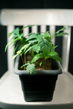 Gri bir tencerede bir meşe ağacı fidanı grubu.