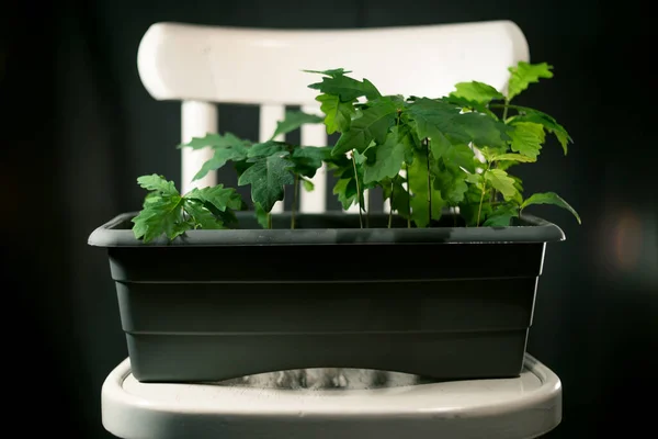 Gri bir tencerede bir meşe ağacı fidanı grubu.