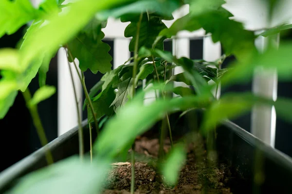 Gri bir tencerede bir meşe ağacı fidanı grubu.