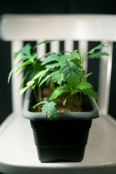 Gri bir tencerede bir meşe ağacı fidanı grubu.