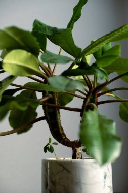 Minimalizm tasarım odasının içindeki yeşil ev bitkisi masada. Gri arkaplan, yumuşak ışık