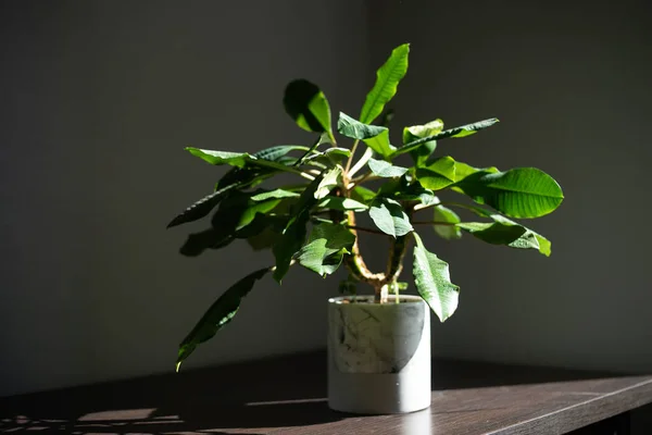 部屋の太陽の光の下で装飾的な白い鍋に家の緑の植物 — ストック写真