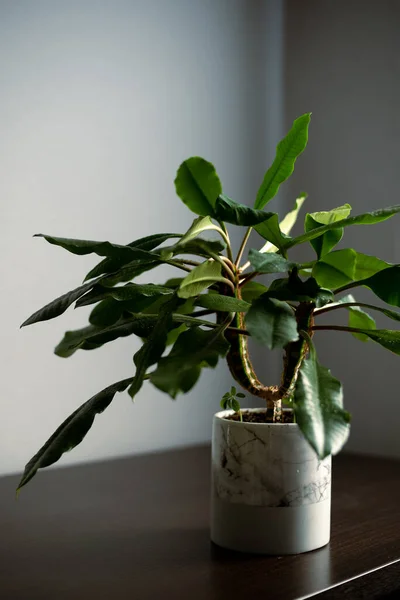 Minimalizm tasarım odasının içindeki yeşil ev bitkisi masada. Gri arkaplan, yumuşak ışık