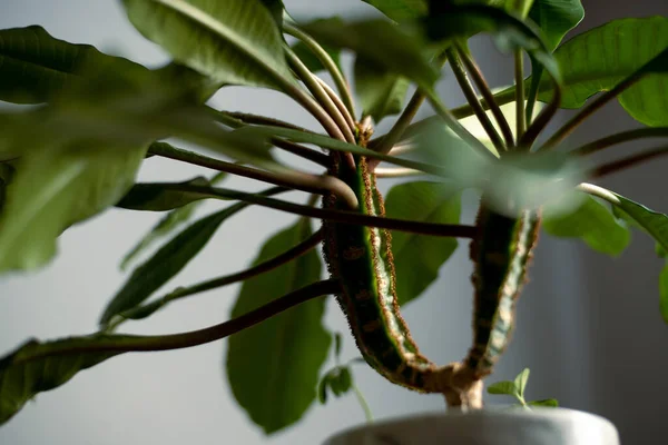 Minimalizm tasarım odasının içindeki yeşil ev bitkisi masada. Gri arkaplan, yumuşak ışık