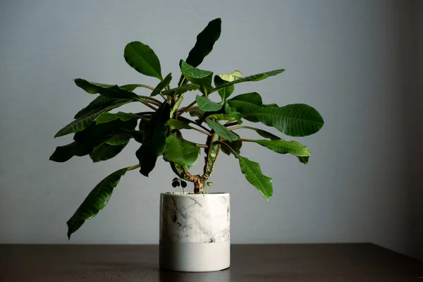 Minimalizm tasarım odasının içindeki yeşil ev bitkisi masada. Gri arkaplan, yumuşak ışık