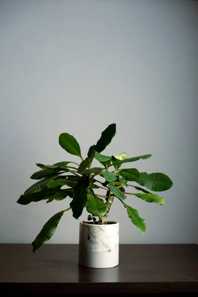 Minimalizm tasarım odasının içindeki yeşil ev bitkisi masada. Gri arka plan, yumuşak ışık. Metin için boş alan