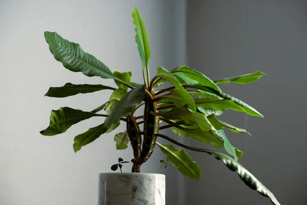 Minimalizm tasarım odasının içindeki yeşil ev bitkisi masada. Gri arkaplan, yumuşak ışık