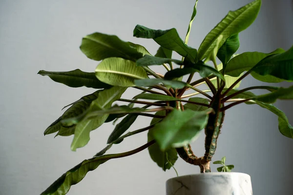 Minimalizm tasarım odasının içindeki yeşil ev bitkisi masada. Gri arkaplan, yumuşak ışık