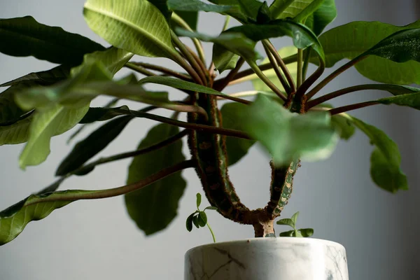 Minimalizm tasarım odasının içindeki yeşil ev bitkisi masada. Gri arkaplan, yumuşak ışık