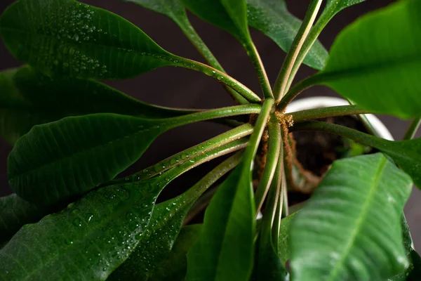 Su damlaları ile yeşilliklere yakın çekim