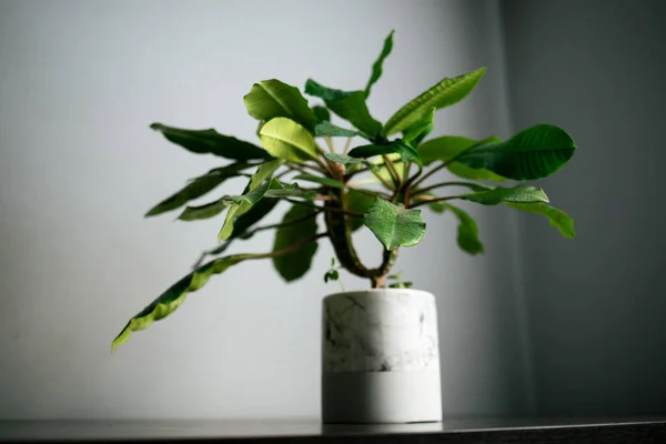 Minimalizm tasarım odasının içindeki yeşil ev bitkisi masada. Gri arkaplan, yumuşak ışık