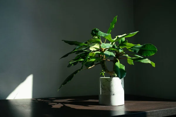 Green home plant on the table in minimalism design room interior. Gray background,