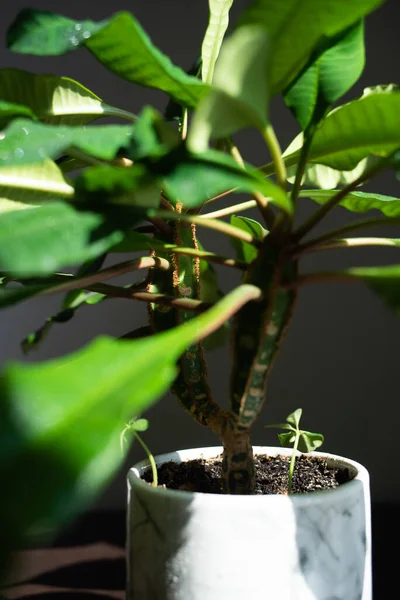 部屋の太陽の光の下で装飾的な白い鍋に家の緑の植物 — ストック写真