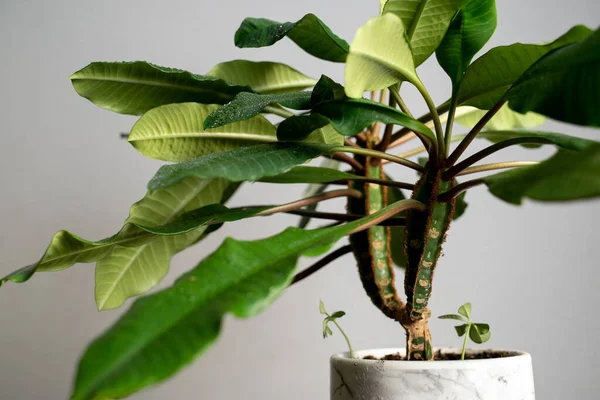 Dekoratif bir tencerede ev yapımı yeşil bitki. Odadaki güneş ışığının altında.