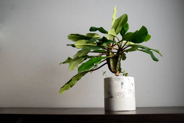 Minimalizm tasarım odasının içindeki yeşil ev bitkisi masada. Gri arkaplan, yumuşak ışık