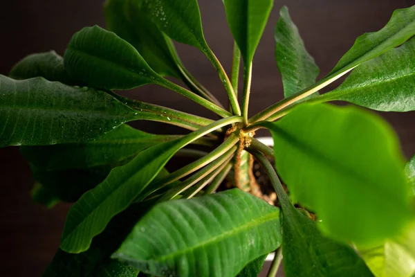 Su damlaları ile yeşilliklere yakın çekim