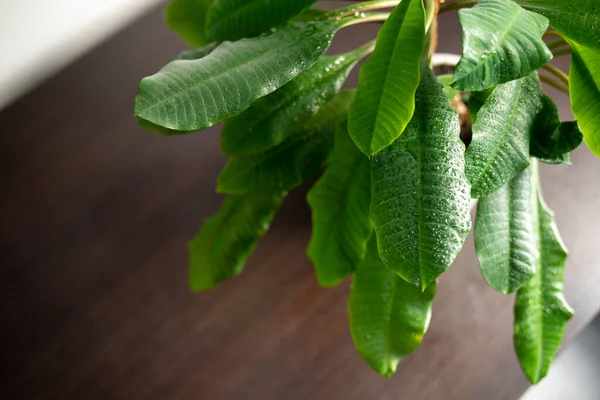 Su damlaları ile yeşilliklere yakın çekim