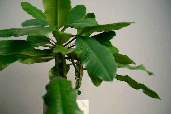 Minimalizm tasarım odasının içindeki yeşil ev bitkisi masada. Gri arkaplan, yumuşak ışık