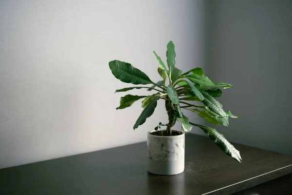 Minimalizm tasarım odasının içindeki yeşil ev bitkisi masada. Gri arkaplan, yumuşak ışık