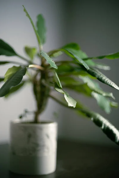 Minimalizm tasarım odasının içindeki yeşil ev bitkisi masada. Gri arkaplan, yumuşak ışık