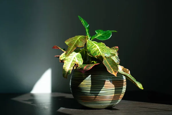 Dekoratif bir tencerede ev yapımı yeşil bitki. Odadaki güneş ışığının altında.