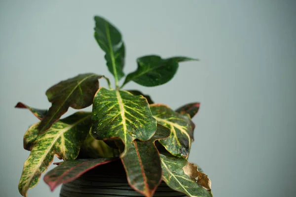 装飾的なセラミックポットの家の緑の植物 部屋の柔らかい光 — ストック写真