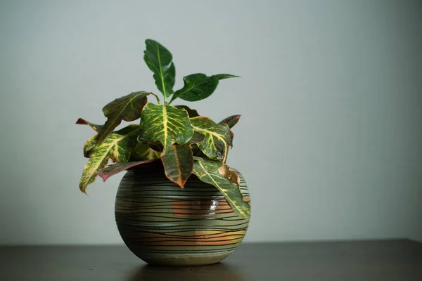 Dekoratif seramik tencerede ev yeşili bitki, odada yumuşak ışıklar.