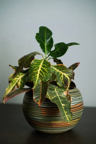 Dekoratif seramik tencerede ev yeşili bitki, odada yumuşak ışıklar.
