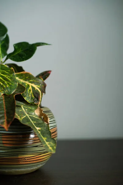 装飾的な陶器の鍋に家の緑の植物 部屋の柔らかい光 テキストのための無料のスペース — ストック写真