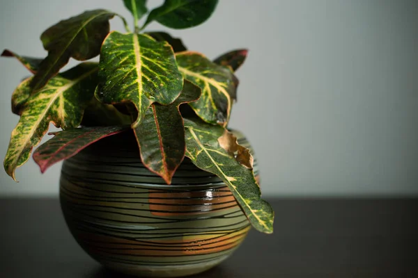 Dekoratif seramik tencerede ev yeşili bitki, odada yumuşak ışıklar.